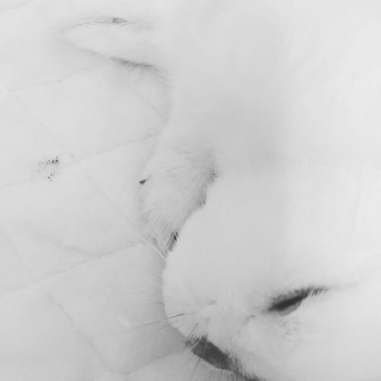 Sakoty家のうさぎ。もっち。