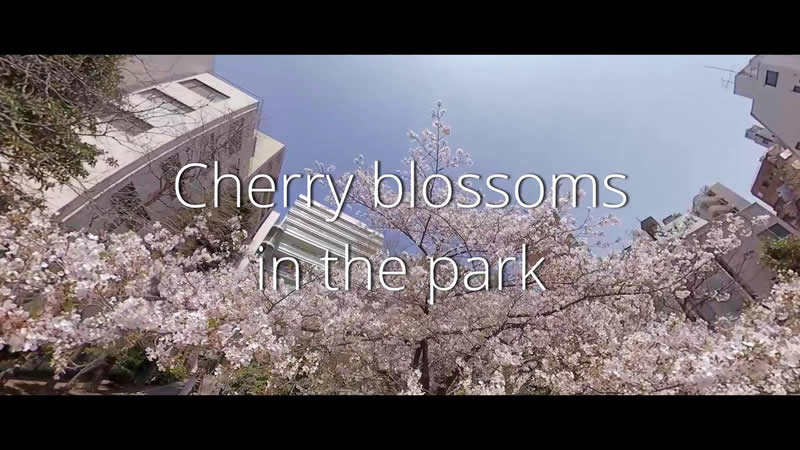 Cherry blossoms in the Park
